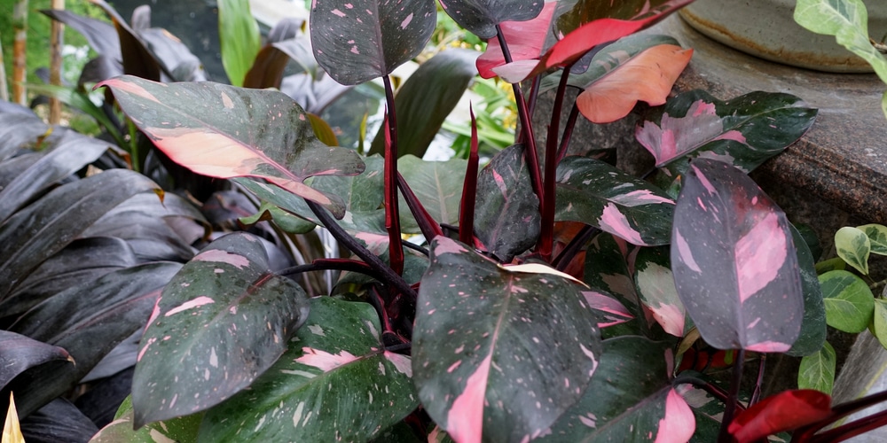 Pink Princess Philodendron