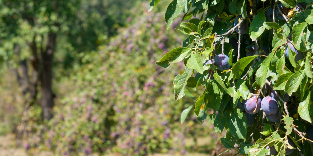 Best Fruit Trees to Grow in Indiana