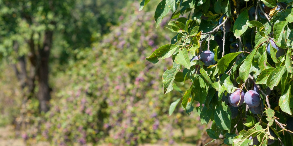 Zone 7 fruit trees