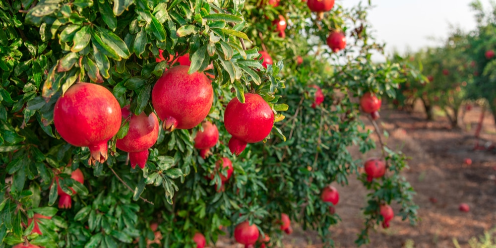 Will Pomegranates Grow In Arkansas