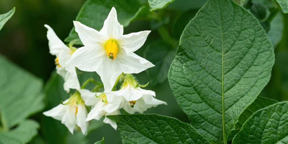 Potato Flowers