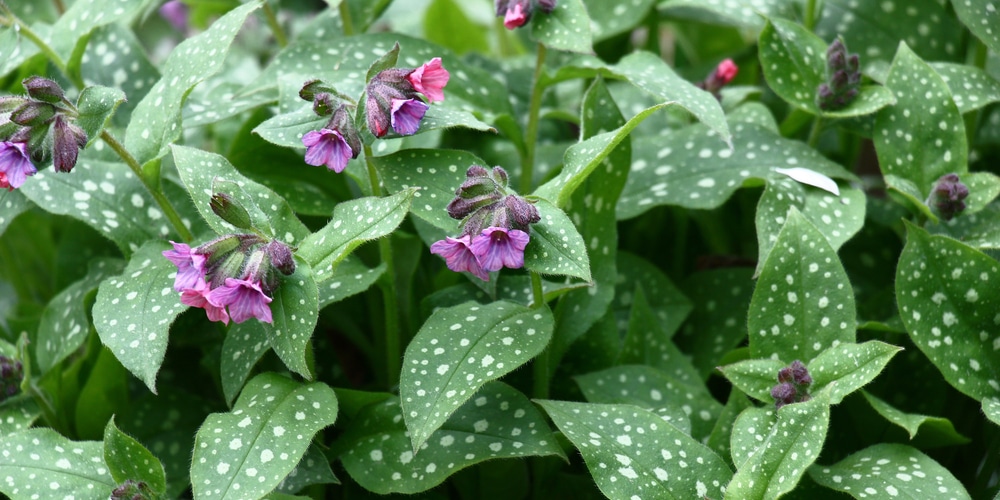 Pulmonaria Plant