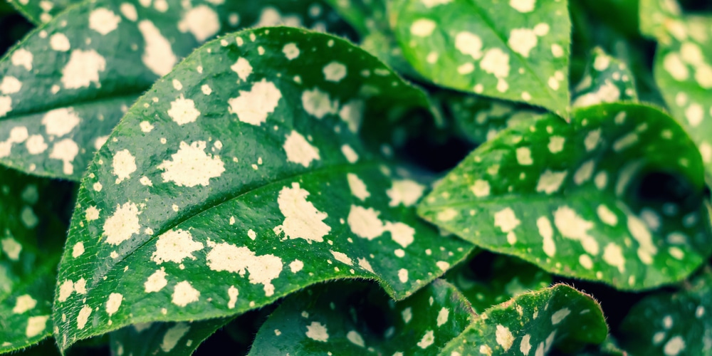 Pulmonaria Plant