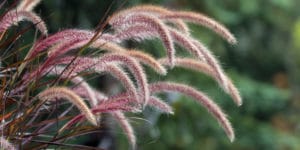 ornamental grasses michigan