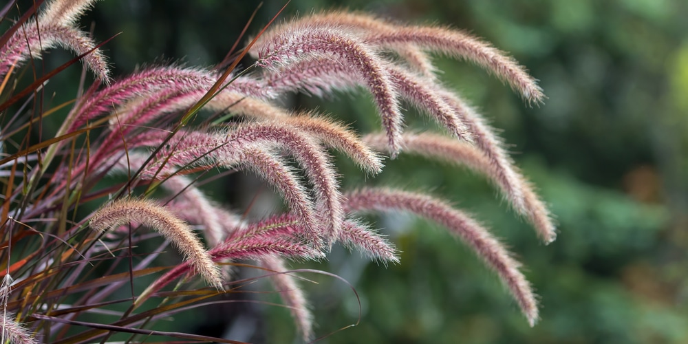 Ornamental Grasses for Zone 4: