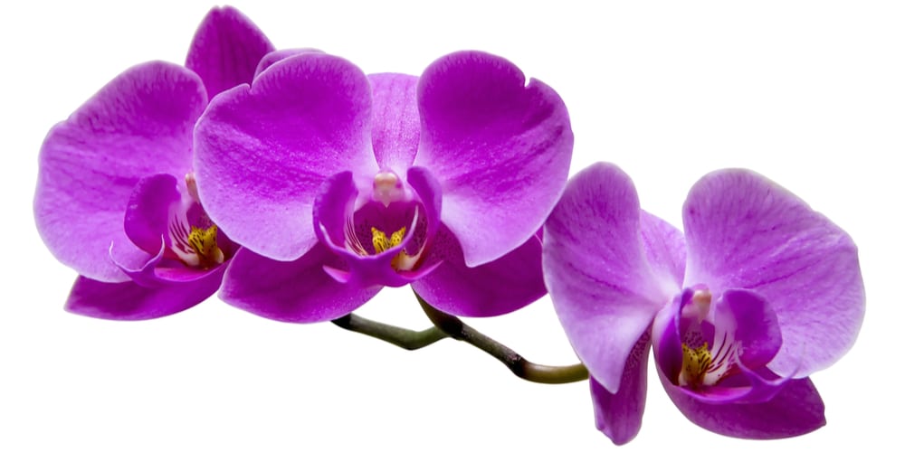 What Do Purple Orchids Symbolize
