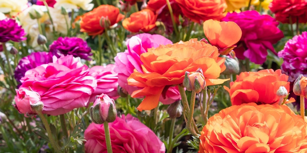 Growing ranunculus in zone 9