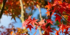 Maple trees Virginia