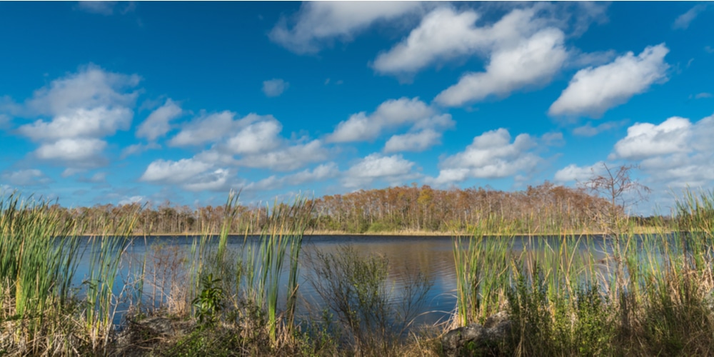 fakahatchee grass