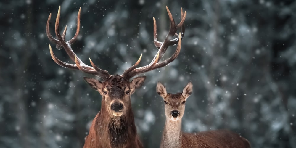 can deer eat bread? 