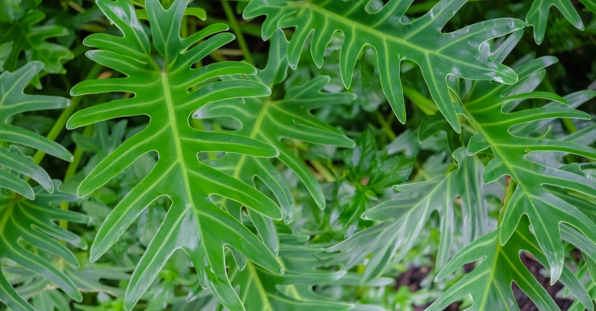 Philodendron Xanadu vs. Selloum