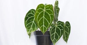 Anthurium crystallinum