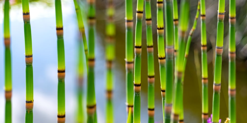 How to kill snake grass plant