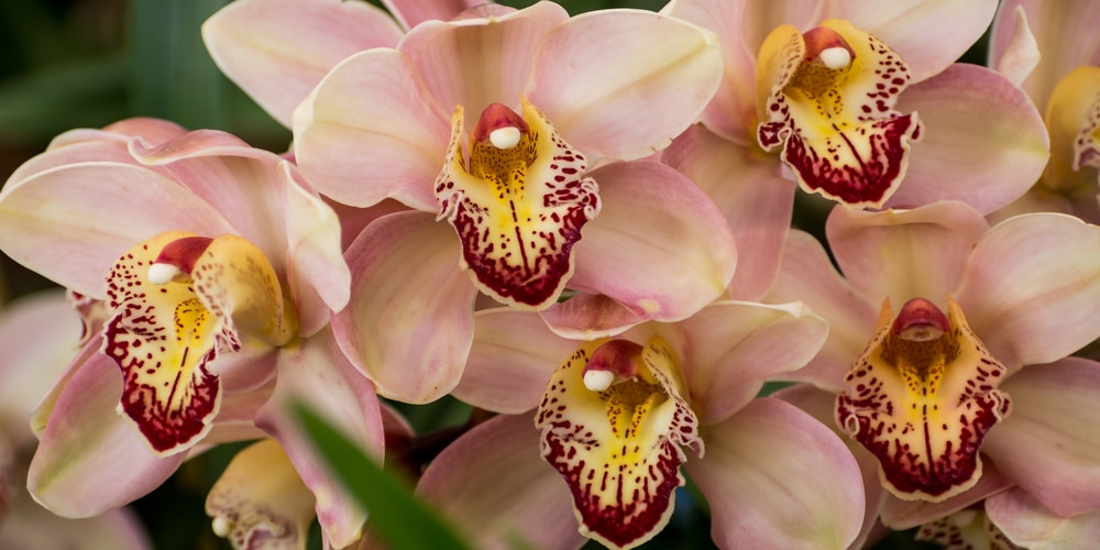 Cymbidium Orchid Growth and Care