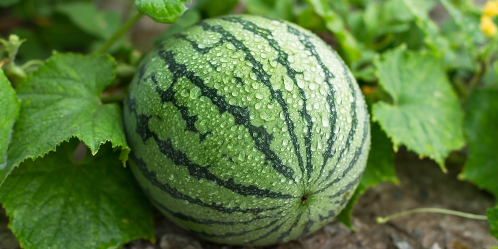 water melon growing stages
