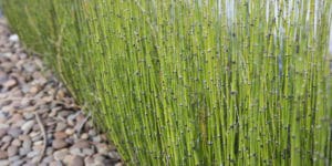 Does Horsetail Reed Grow In Shade