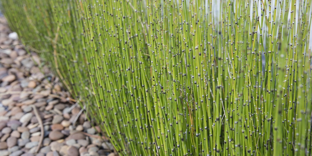 How to kill snake grass plant