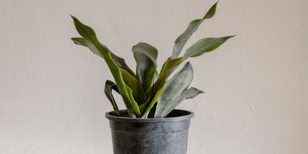 Snake Plant Yellow + Brown Spot Causes