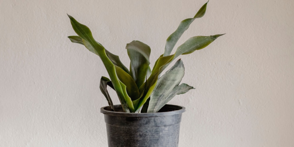 snake plant falling over