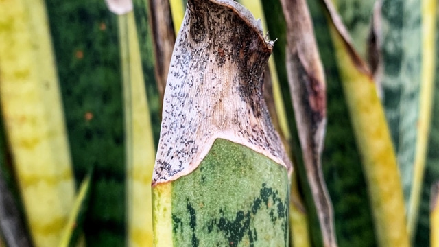 Snake Plant Yellow + Brown Spot Causes