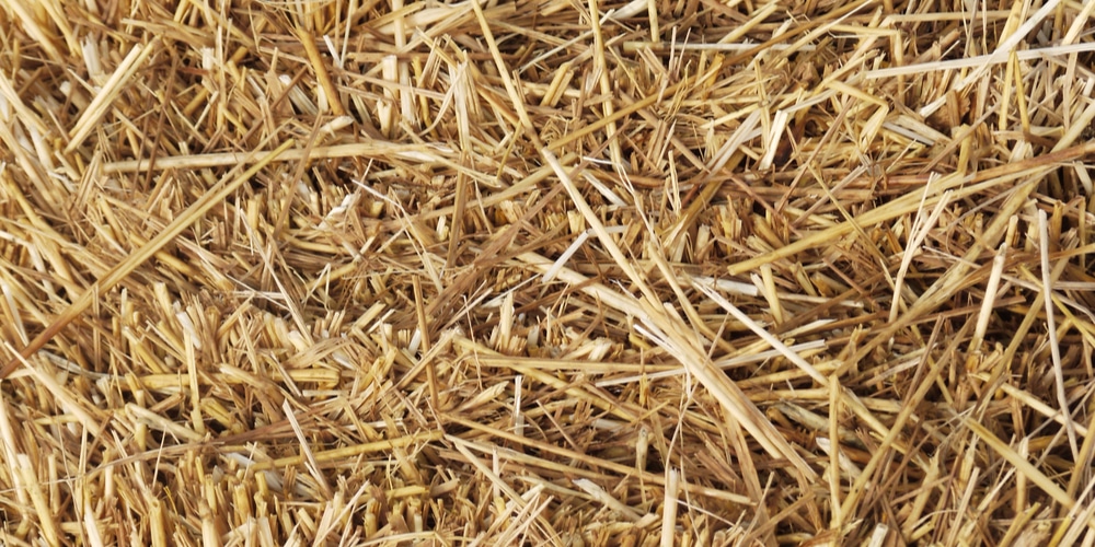 Straw Cover for Grass Seed