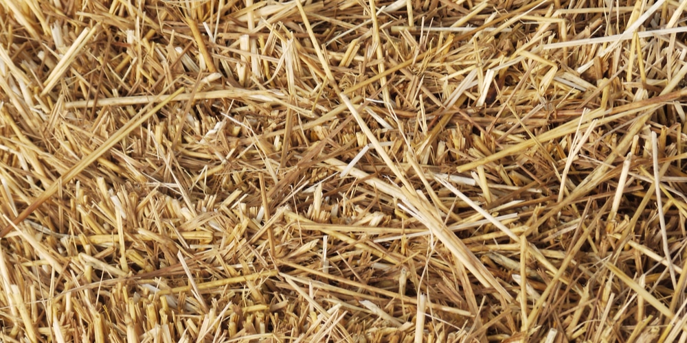 growing tomatoes in straw bales