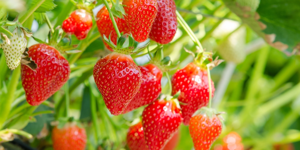 Planting Strawberries in Utah