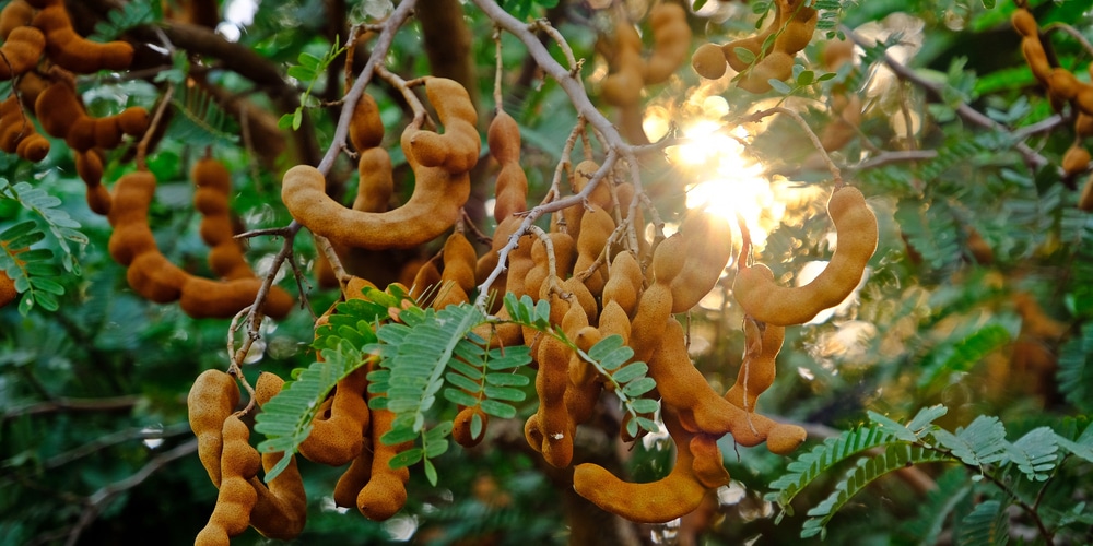 Trees with Seed Pods