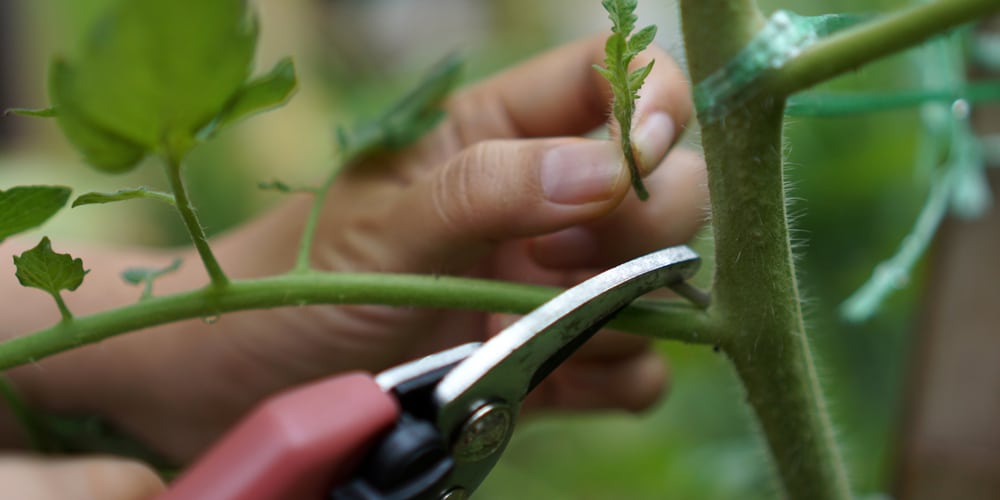 Common Tomato Pruning Mistakes