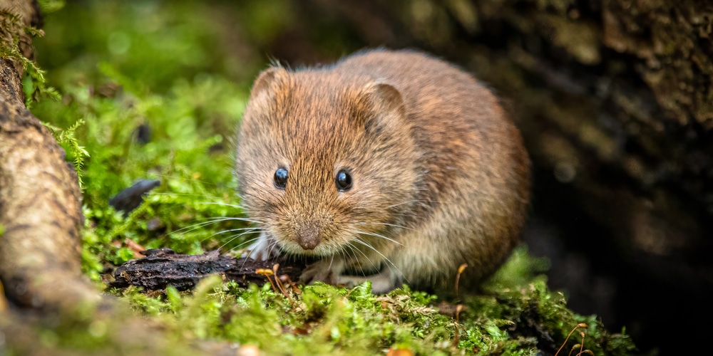 Do Coffee Grounds Repel Voles