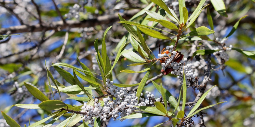 Wax Myrtle Florida