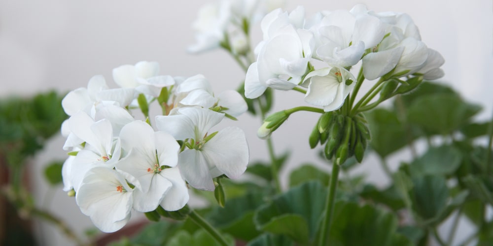 Will Frost Kill Geraniums