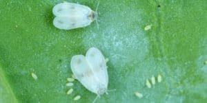 tiny white worms in houseplant soil