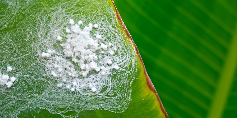 Tiny White Bugs that Look Like Dust