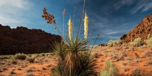 Plant Yucca Seeds