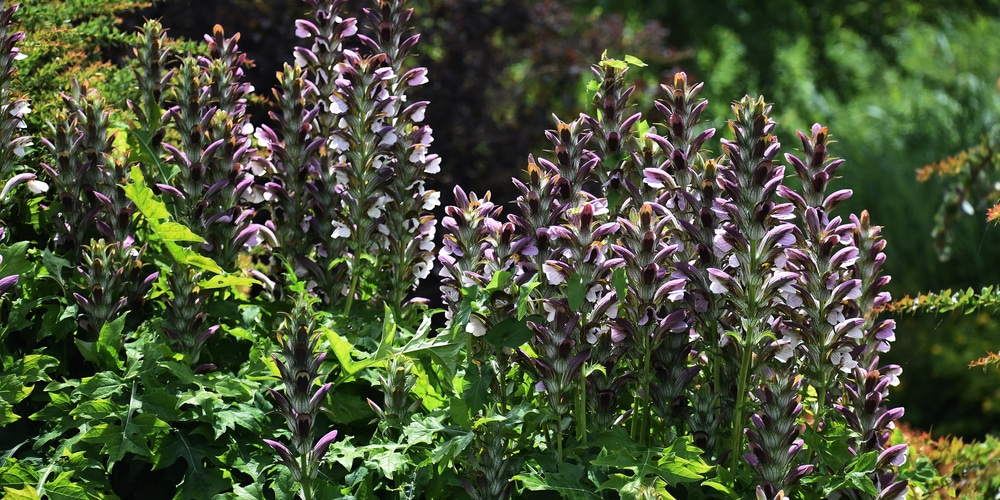 Acanthus Spinosus