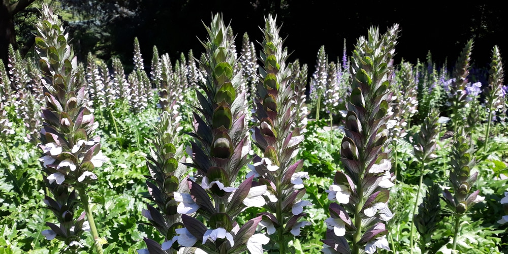 Acanthus Spinosus