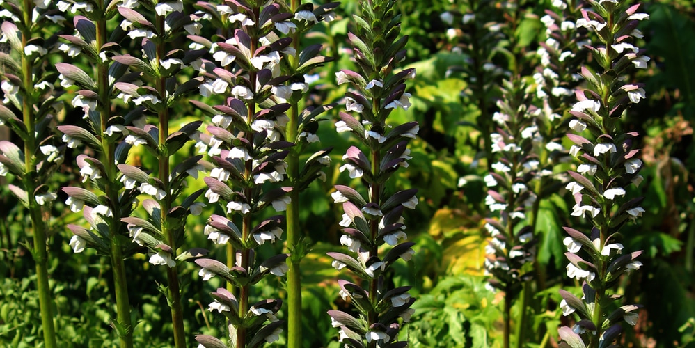 Acanthus oak leaf