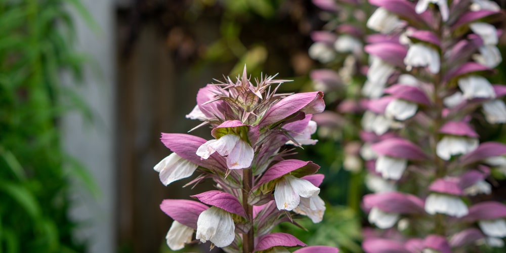 Acanthus oak leaf