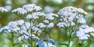 Tall Flowering Plants