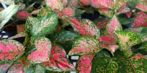 Aglaonema pink plant Care