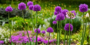 Lady's mantle companion plants