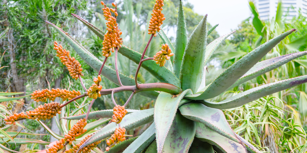 What is a Succulent Death Bloom?