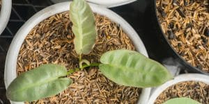 Philodendron Atabapoense Growth and Care