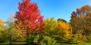 autumn blaze maple pros and cons