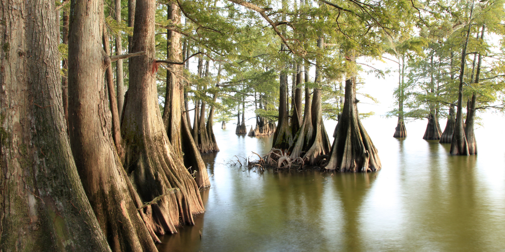 trees with spanish moss