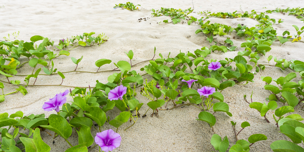 Do Morning Glories Come Back Every Year