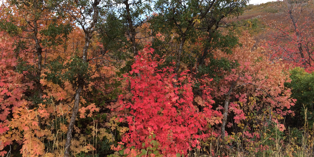 Fast Growing Trees North Texas: The Ultimate Guide