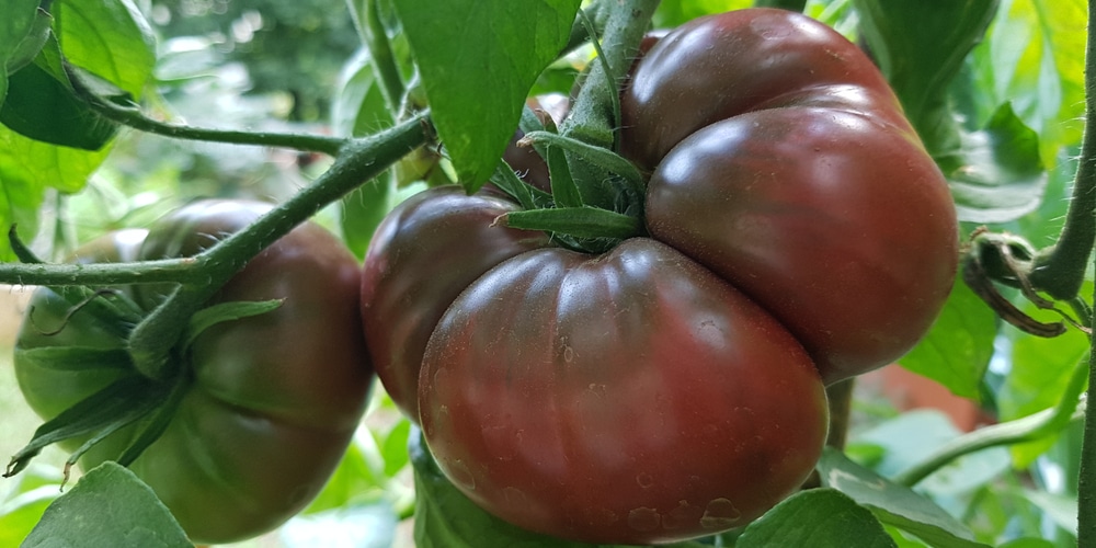 Black Krim vs Cherokee Purple Tomatoes