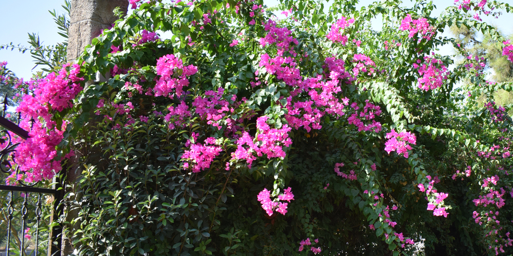 Bougainvillea Zone 8